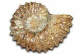 Bumpy Ammonite (Douvilleiceras) Fossil - Madagascar #343817-1